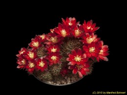 Aylostera fulviseta RH223 1727